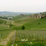 Vinodling i Barolo