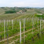 Vinodling i Barbaresco