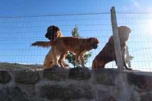 hundras-serra-da-estrela