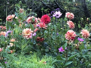 10-mount-usher-gardens-blommor