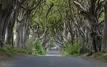 Dark Hedges 