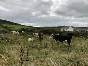 56-kossor-i-Doolin