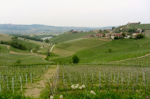 Vinodlingar i Barolo 