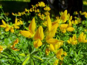 El Hierro - Lotus hillebrandii 01