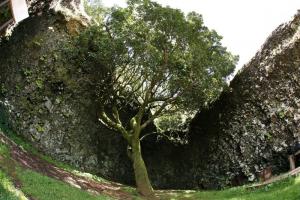 Arbol Garoé (arbol sagrado de los bimbaches)