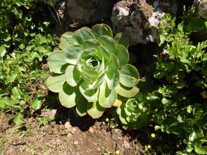 Sanjora Aeonium hierrense El Hierro Canarias Espana