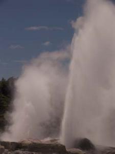 Geysir i Rotoruaområdet.