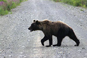 bear kamtjatka (1)
