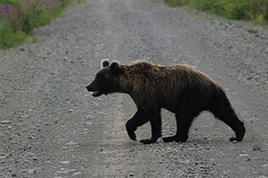 En björn Kamtjatka