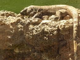 el hierro giant lizard