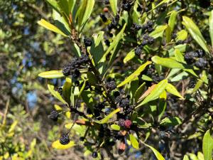 resized-IMG 6329